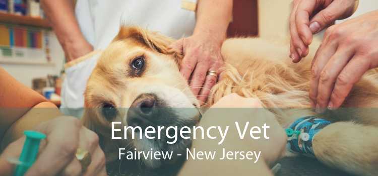 Emergency Vet Fairview - New Jersey