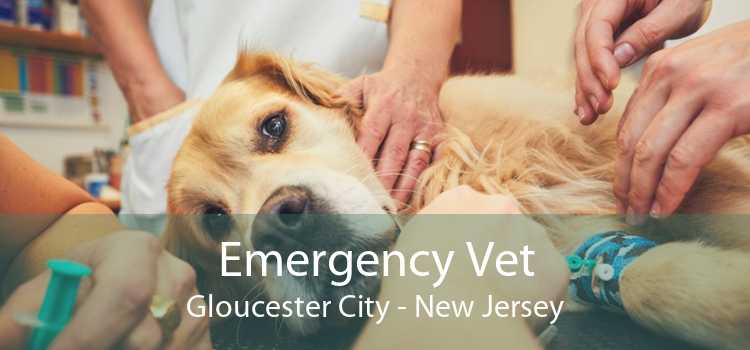 Emergency Vet Gloucester City - New Jersey
