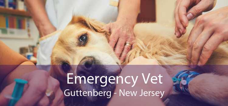 Emergency Vet Guttenberg - New Jersey