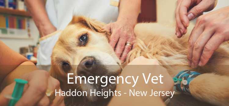 Emergency Vet Haddon Heights - New Jersey