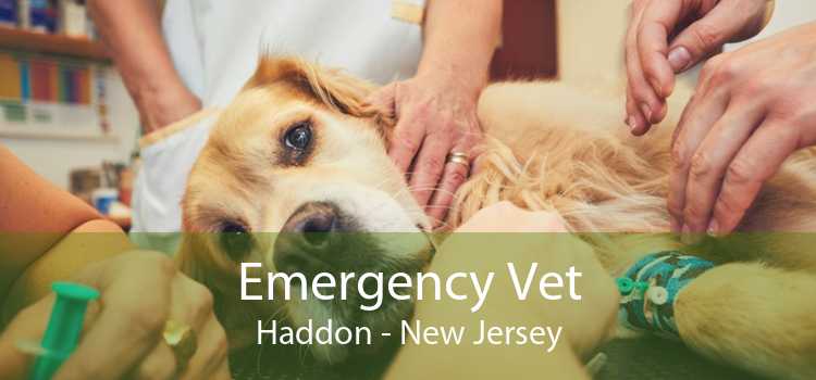 Emergency Vet Haddon - New Jersey