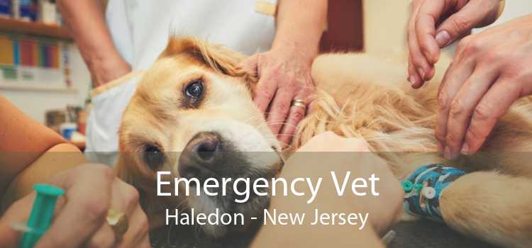 Emergency Vet Haledon - New Jersey