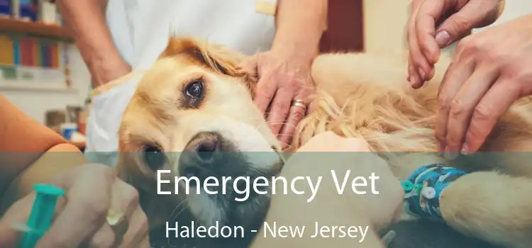 Emergency Vet Haledon - New Jersey