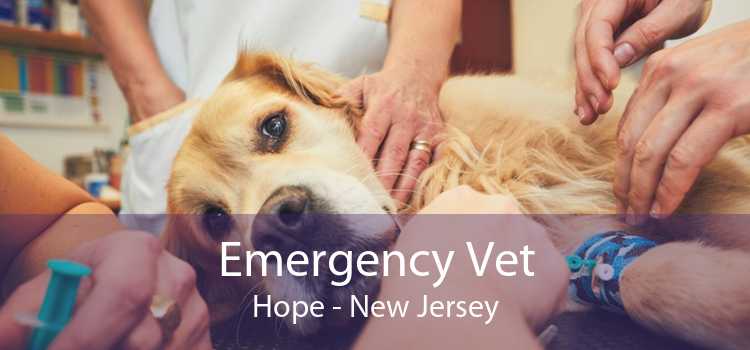 Emergency Vet Hope - New Jersey