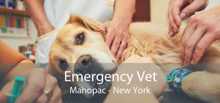 Emergency Vet Mahopac - New York