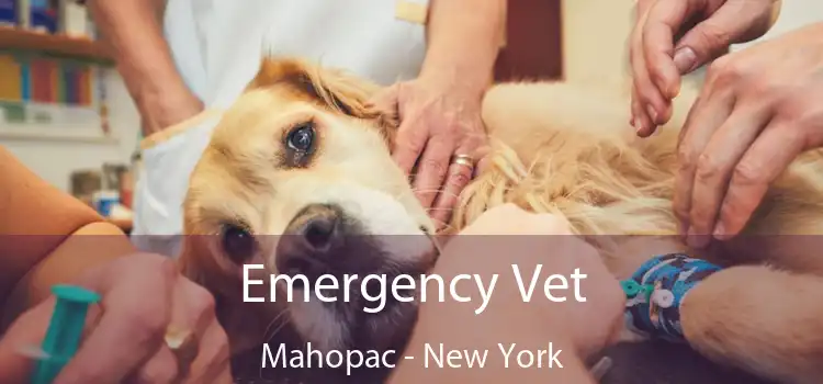 Emergency Vet Mahopac - New York