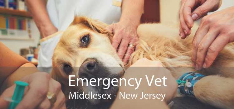 Emergency Vet Middlesex - New Jersey