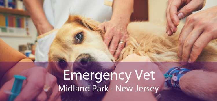 Emergency Vet Midland Park - New Jersey