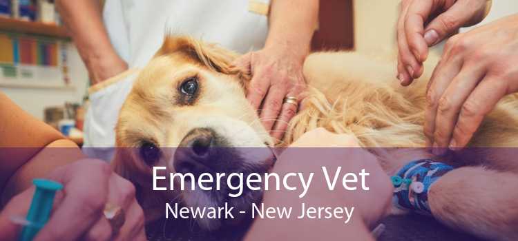 Emergency Vet Newark - New Jersey