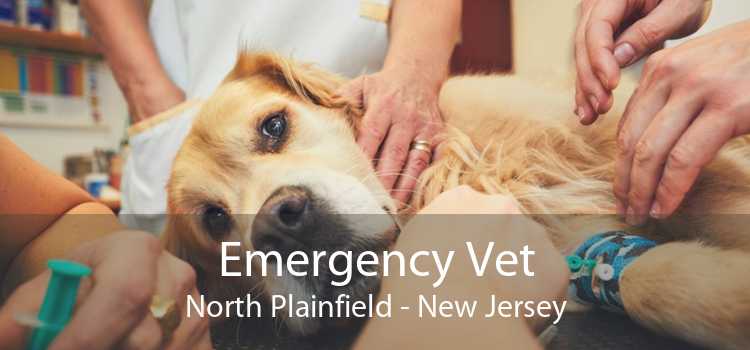 Emergency Vet North Plainfield - New Jersey