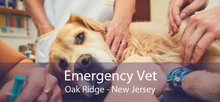 Emergency Vet Oak Ridge - New Jersey