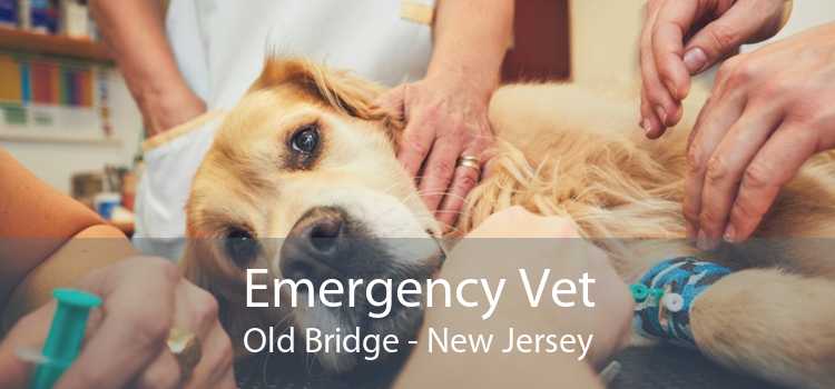 Emergency Vet Old Bridge - New Jersey