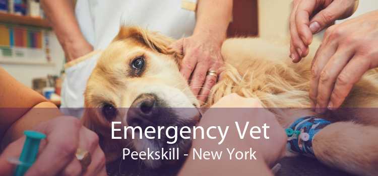 Emergency Vet Peekskill - New York
