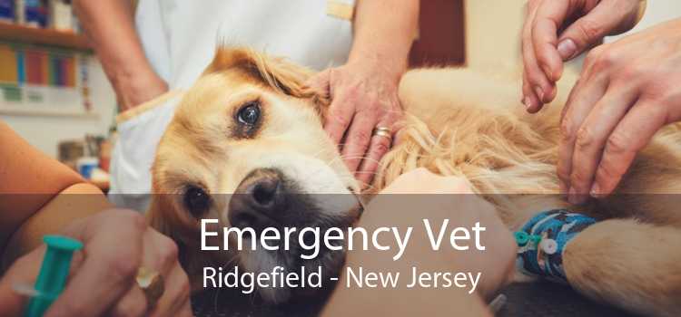 Emergency Vet Ridgefield - New Jersey