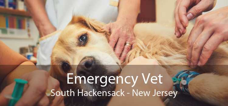 Emergency Vet South Hackensack - New Jersey
