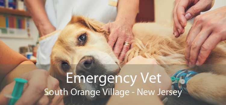 Emergency Vet South Orange Village - New Jersey