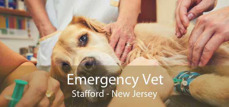 Emergency Vet Stafford - New Jersey