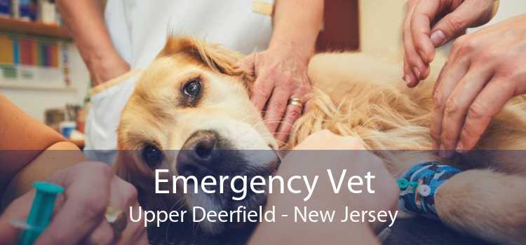 Emergency Vet Upper Deerfield - New Jersey