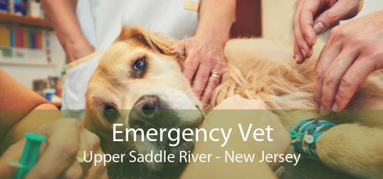 Emergency Vet Upper Saddle River - New Jersey