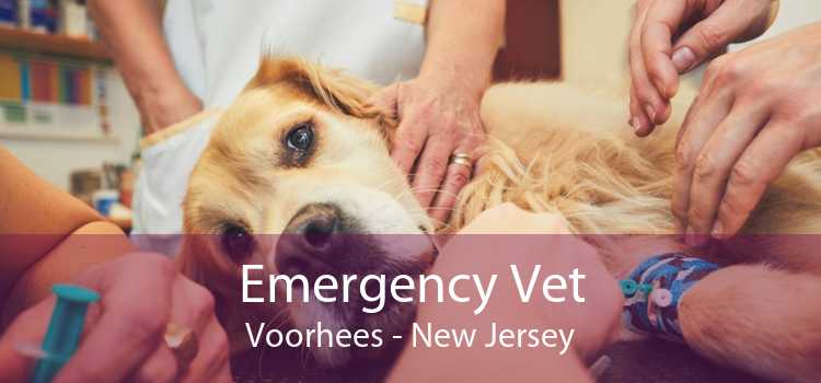 Emergency Vet Voorhees - New Jersey