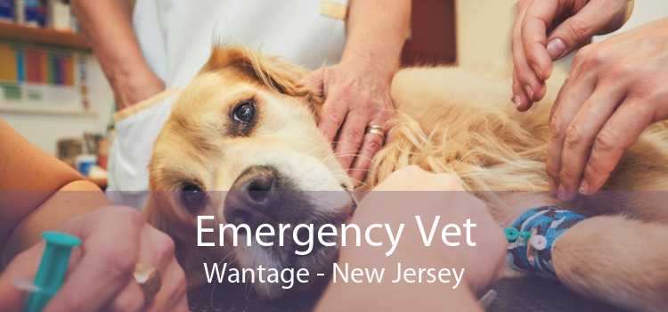 Emergency Vet Wantage - New Jersey