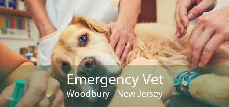 Emergency Vet Woodbury - New Jersey