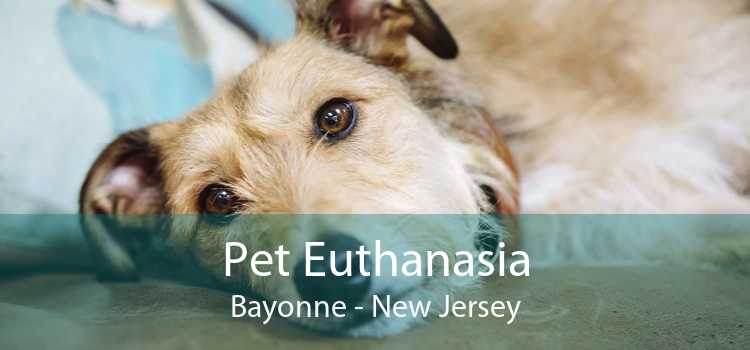 Pet Euthanasia Bayonne - New Jersey