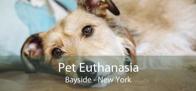 Pet Euthanasia Bayside - New York