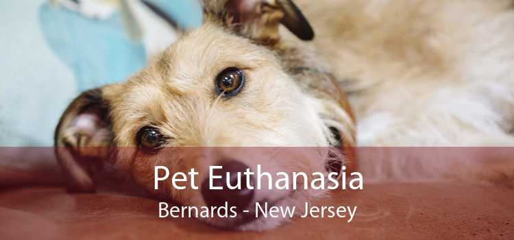 Pet Euthanasia Bernards - New Jersey