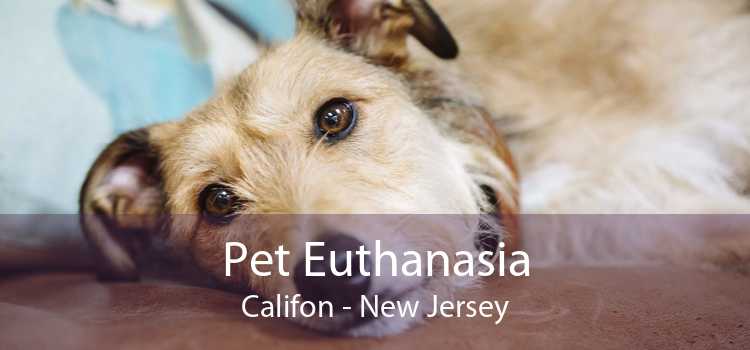 Pet Euthanasia Califon - New Jersey