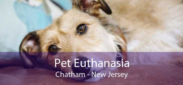 Pet Euthanasia Chatham - New Jersey