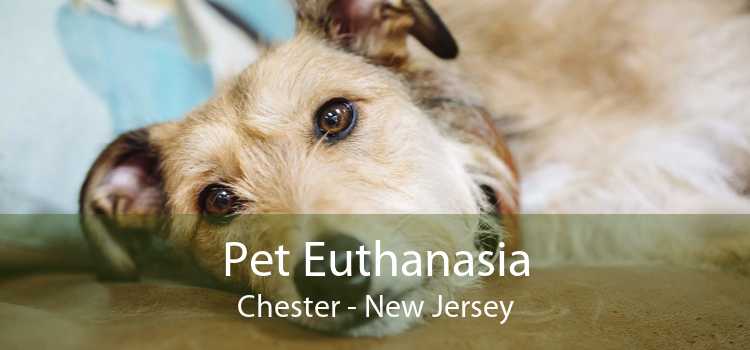 Pet Euthanasia Chester - New Jersey