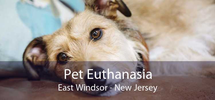 Pet Euthanasia East Windsor - New Jersey