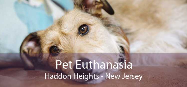 Pet Euthanasia Haddon Heights - New Jersey