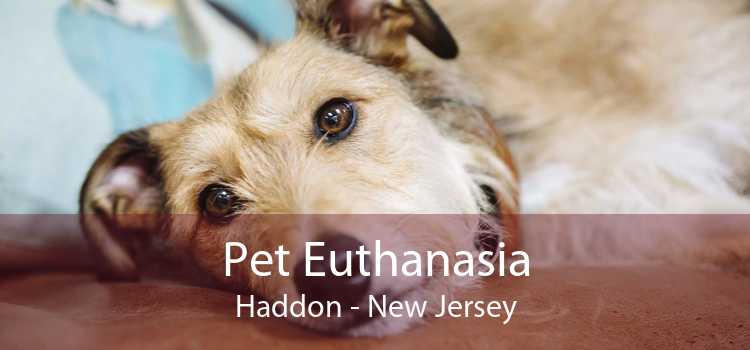 Pet Euthanasia Haddon - New Jersey
