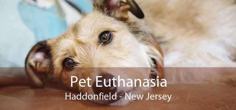 Pet Euthanasia Haddonfield - New Jersey
