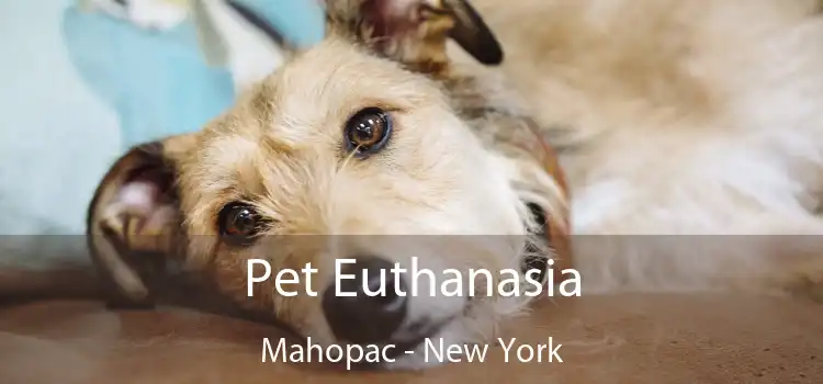 Pet Euthanasia Mahopac - New York