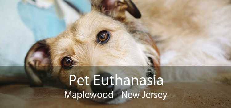 Pet Euthanasia Maplewood - New Jersey