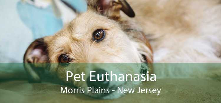 Pet Euthanasia Morris Plains - New Jersey