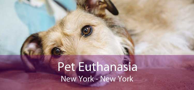 Pet Euthanasia New York - New York