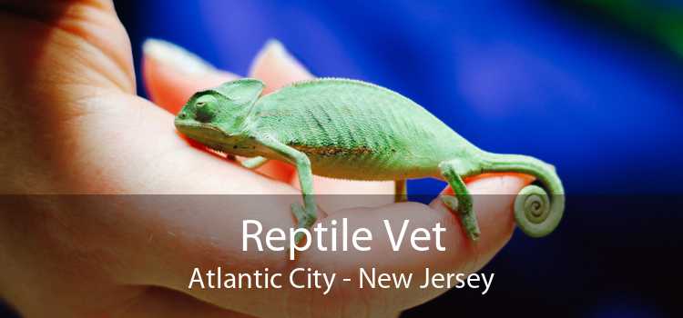 Reptile Vet Atlantic City - New Jersey