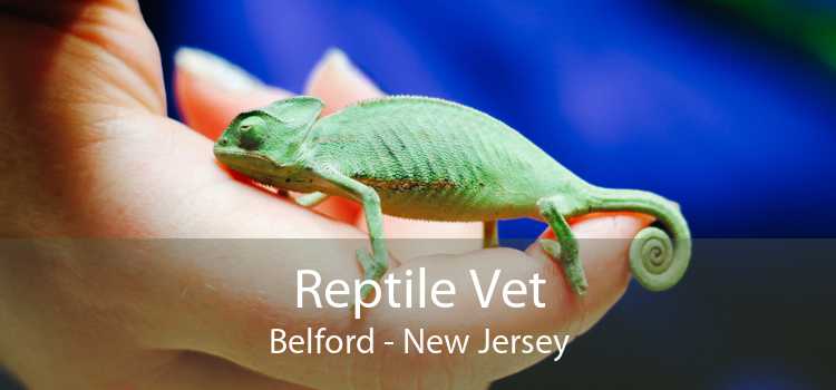 Reptile Vet Belford - New Jersey