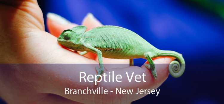 Reptile Vet Branchville - New Jersey