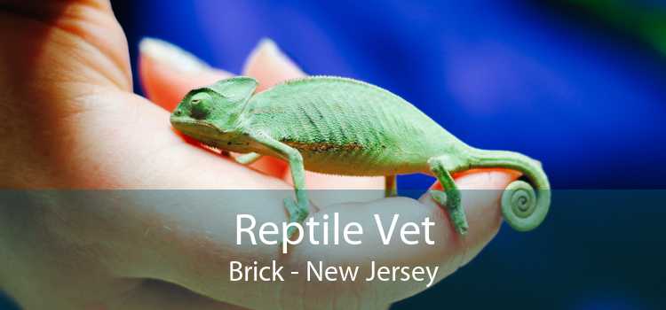 Reptile Vet Brick - New Jersey