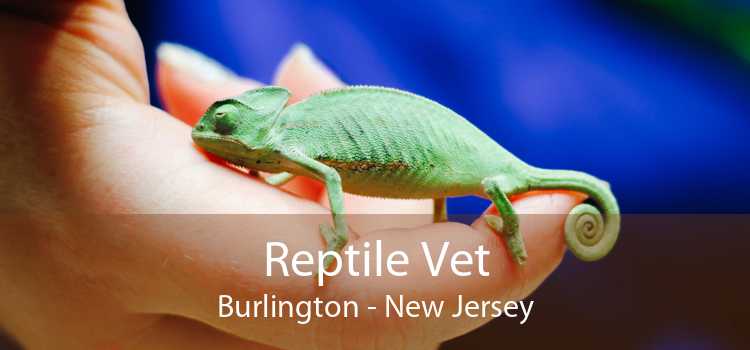 Reptile Vet Burlington - New Jersey