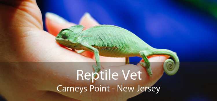 Reptile Vet Carneys Point - New Jersey
