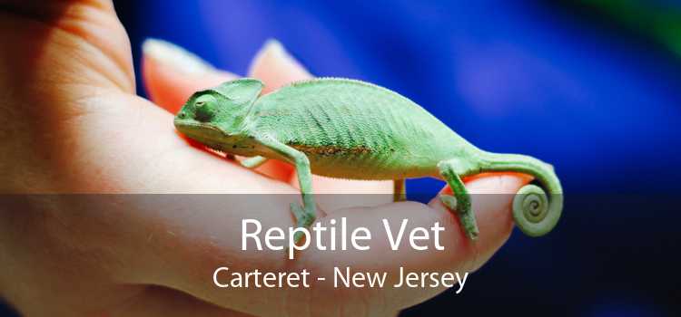 Reptile Vet Carteret - New Jersey