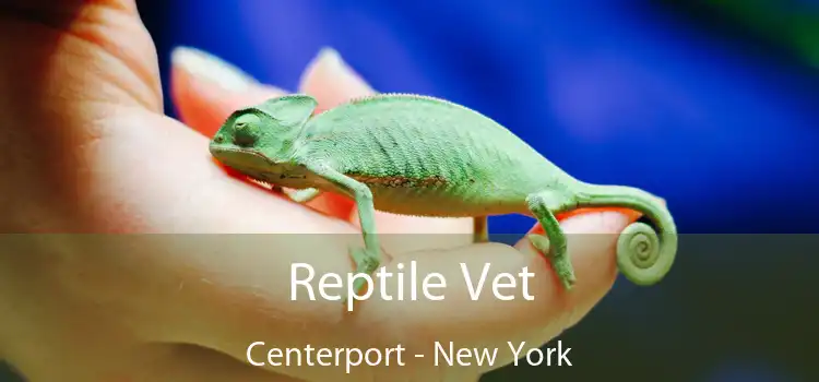 Reptile Vet Centerport - New York