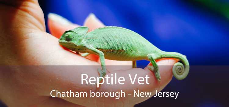 Reptile Vet Chatham borough - New Jersey