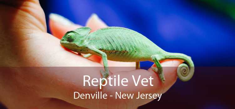 Reptile Vet Denville - New Jersey